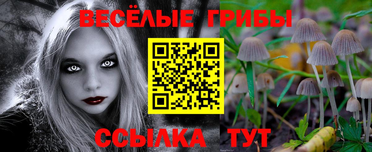 Галлюциногенные грибы Psilocybine cubensis Черногорск